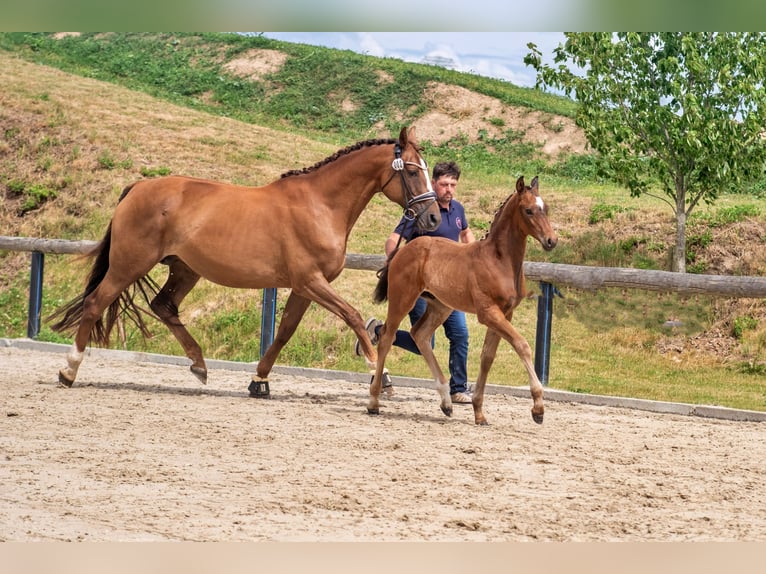 Koń oldenburski Ogier Źrebak (05/2025) 170 cm Ciemnogniada in Usedom