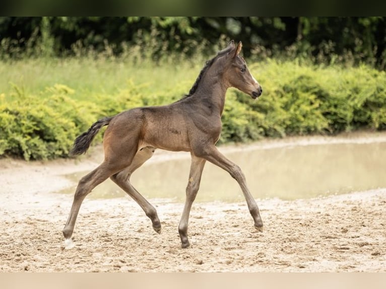 Koń oldenburski Ogier Źrebak (05/2024) 170 cm Ciemnogniada in Rosdorf