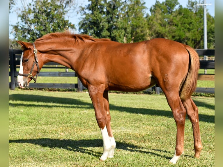 Koń oldenburski Ogier Źrebak (05/2024) 170 cm Ciemnokasztanowata in Zephyrhills