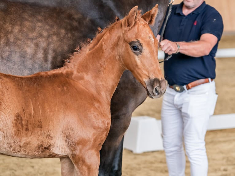 Koń oldenburski Ogier Źrebak (05/2024) 170 cm Ciemnokasztanowata in Groß Siegharts