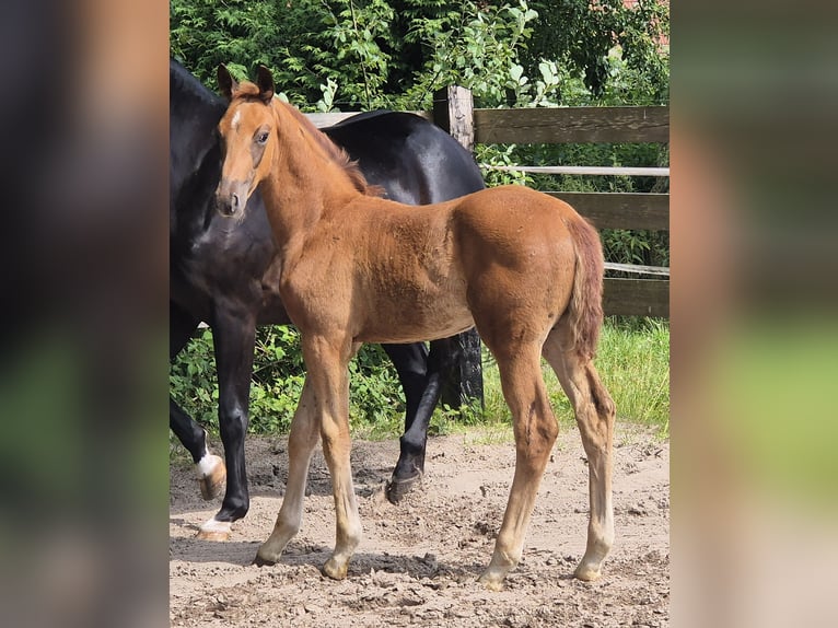 Koń oldenburski Ogier  170 cm Ciemnokasztanowata in Westerstede