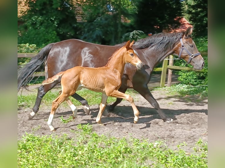 Koń oldenburski Ogier Źrebak (06/2024) 170 cm Ciemnokasztanowata in Hude (Oldenburg)