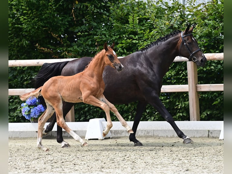 Koń oldenburski Ogier Źrebak (06/2024) 170 cm Ciemnokasztanowata in Hude (Oldenburg)