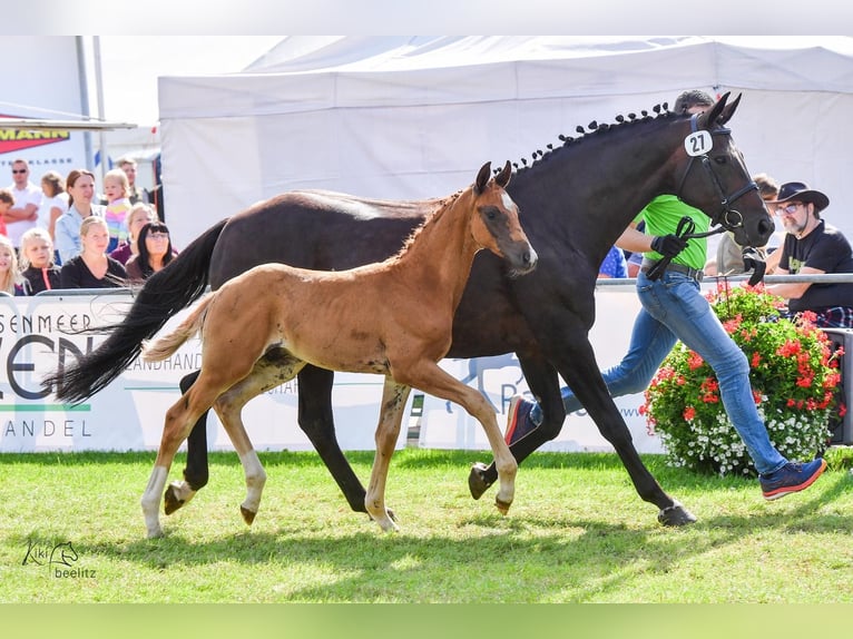 Koń oldenburski Ogier Źrebak (06/2024) 170 cm Ciemnokasztanowata in Hude (Oldenburg)