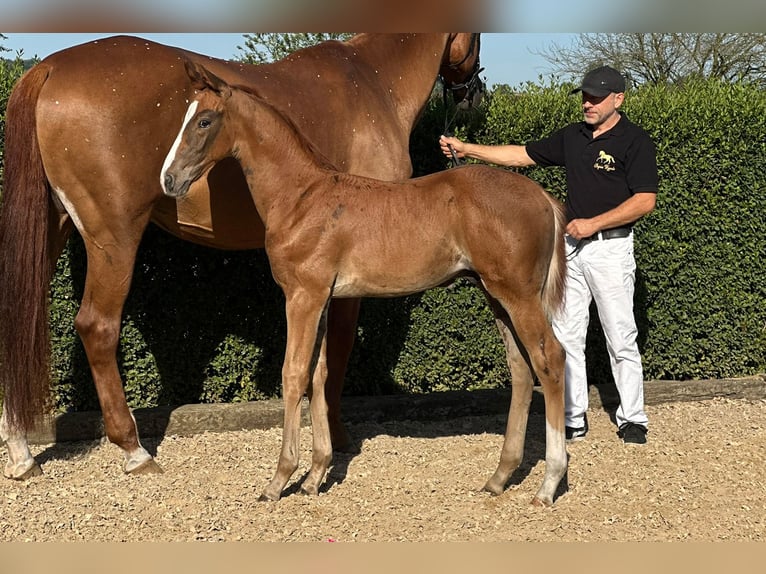 Koń oldenburski Ogier Źrebak (06/2025) 170 cm Ciemnokasztanowata in Buk