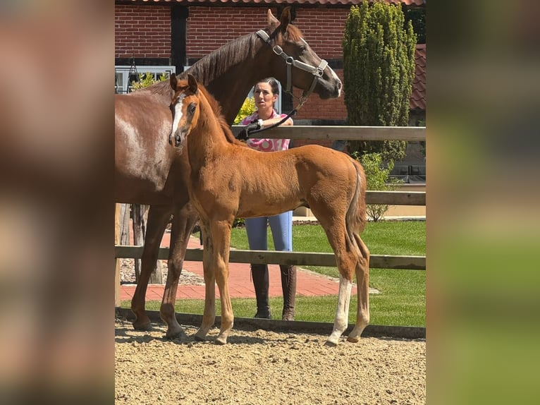 Koń oldenburski Ogier Źrebak (04/2026) 170 cm Ciemnokasztanowata in Wildeshausen