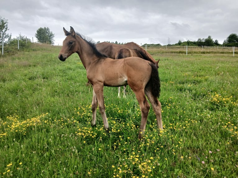 Koń oldenburski Ogier Źrebak (05/2026) 170 cm Gniada in Jordanów