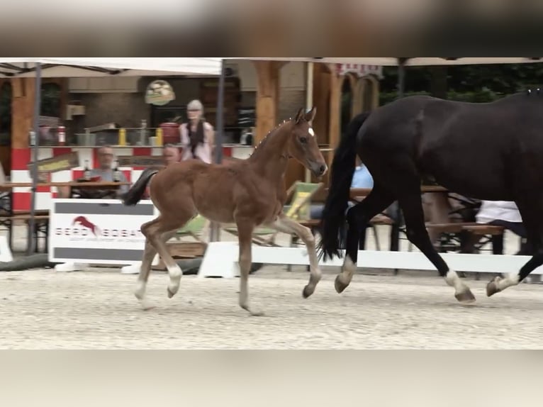 Koń oldenburski Ogier Źrebak (05/2024) 170 cm Gniada in Elsfleth