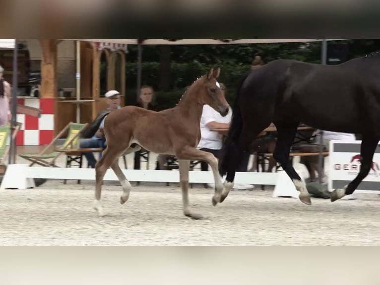 Koń oldenburski Ogier Źrebak (05/2024) 170 cm Gniada in Elsfleth