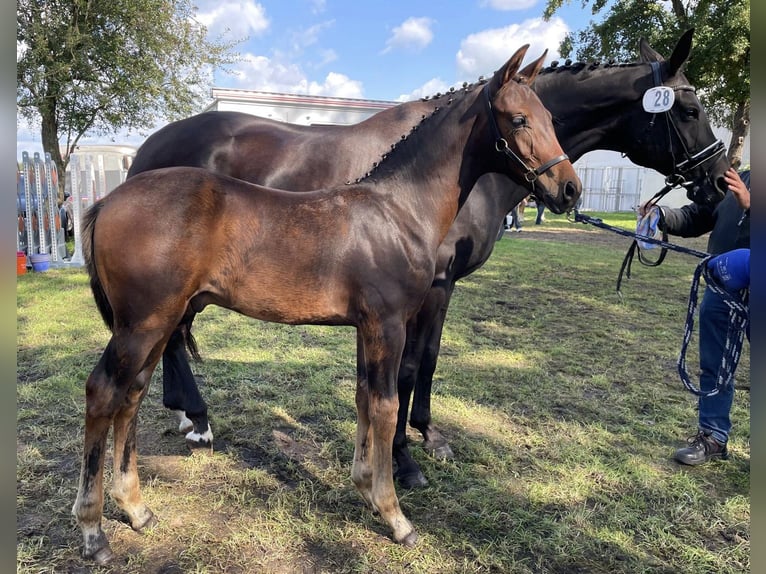 Koń oldenburski Ogier Źrebak (05/2024) 170 cm Gniada in Wardenburg