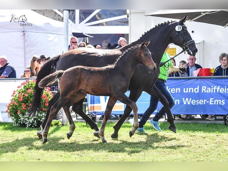 Koń oldenburski Ogier Źrebak (05/2024) 170 cm Gniada in Wardenburg