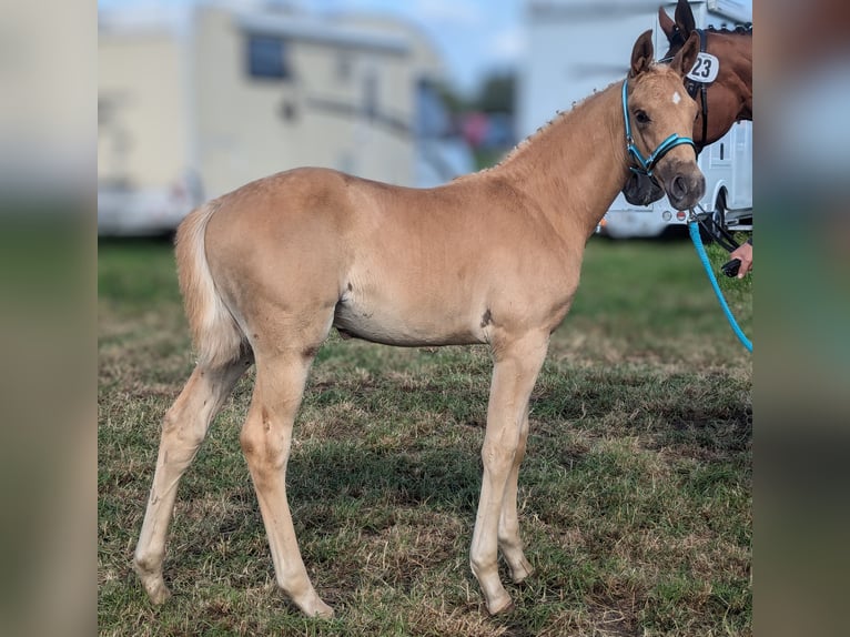 Koń oldenburski Ogier Źrebak (06/2024) 170 cm Izabelowata in Niedernwöhren