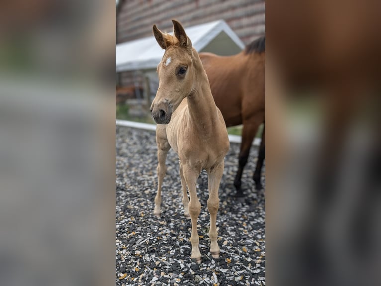 Koń oldenburski Ogier Źrebak (06/2024) 170 cm Izabelowata in Niedernwöhren