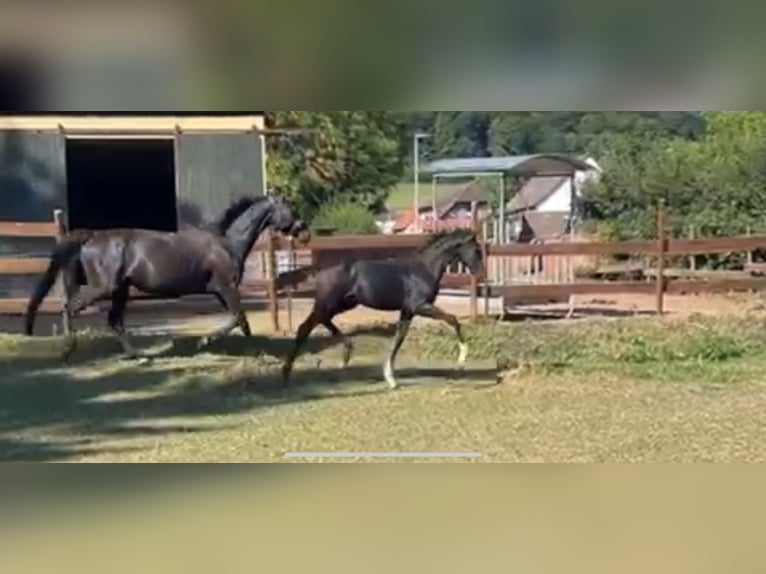 Koń oldenburski Ogier Źrebak (04/2025) 170 cm Kara in Bad M&#xFC;nder am Deister