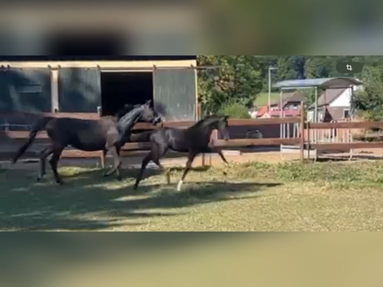 Koń oldenburski Ogier Źrebak (04/2025) 170 cm Kara in Bad M&#xFC;nder am Deister