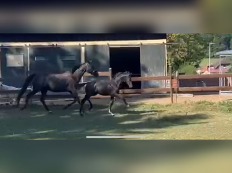 Koń oldenburski Ogier Źrebak (04/2025) 170 cm Kara in Bad M&#xFC;nder am Deister