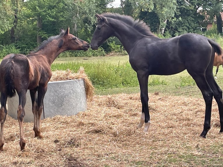 Koń oldenburski Ogier Źrebak (04/2025) 170 cm Kara in Bad M&#xFC;nder am Deister