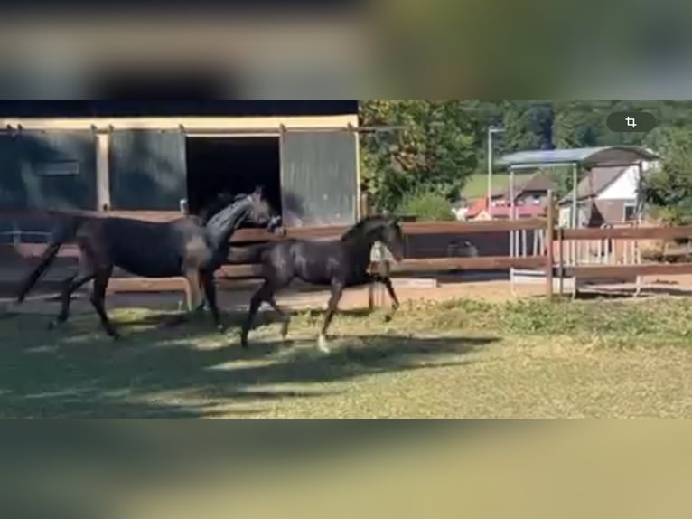 Koń oldenburski Ogier Źrebak (04/2025) 170 cm Kara in Bad M&#xFC;nder am Deister