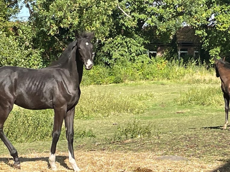 Koń oldenburski Ogier Źrebak (04/2025) 170 cm Kara in Bad M&#xFC;nder am Deister