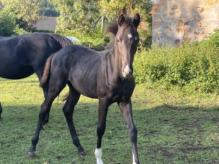 Koń oldenburski Ogier Źrebak (04/2025) 170 cm Kara in Bad M&#xFC;nder am Deister