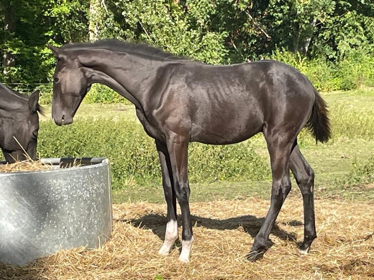 Koń oldenburski Ogier Źrebak (04/2025) 170 cm Kara in Bad M&#xFC;nder am Deister