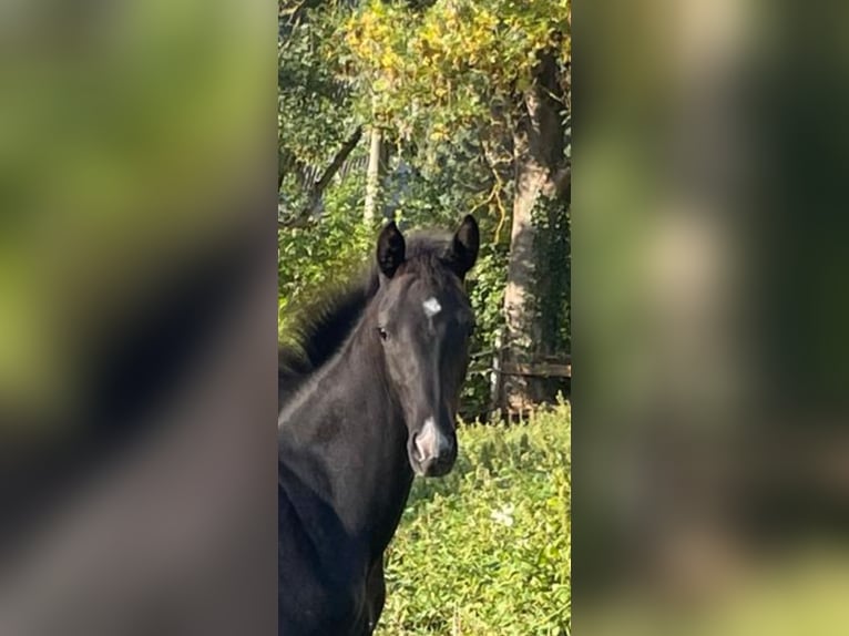 Koń oldenburski Ogier Źrebak (04/2025) 170 cm Kara in Bad M&#xFC;nder am Deister