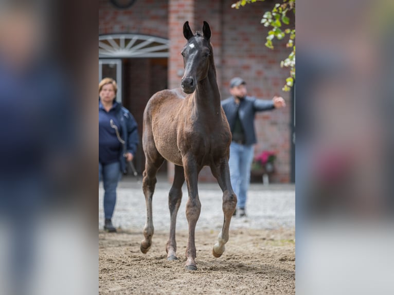 Koń oldenburski Ogier Źrebak (03/2024) 170 cm Kara in Blunk