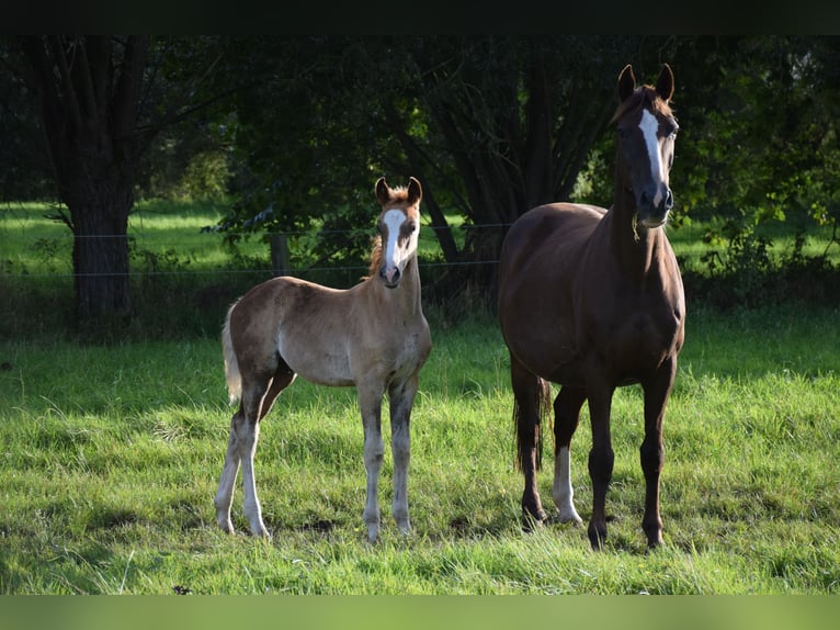 Koń oldenburski Ogier Źrebak (05/2024) 170 cm Kara in breendonk