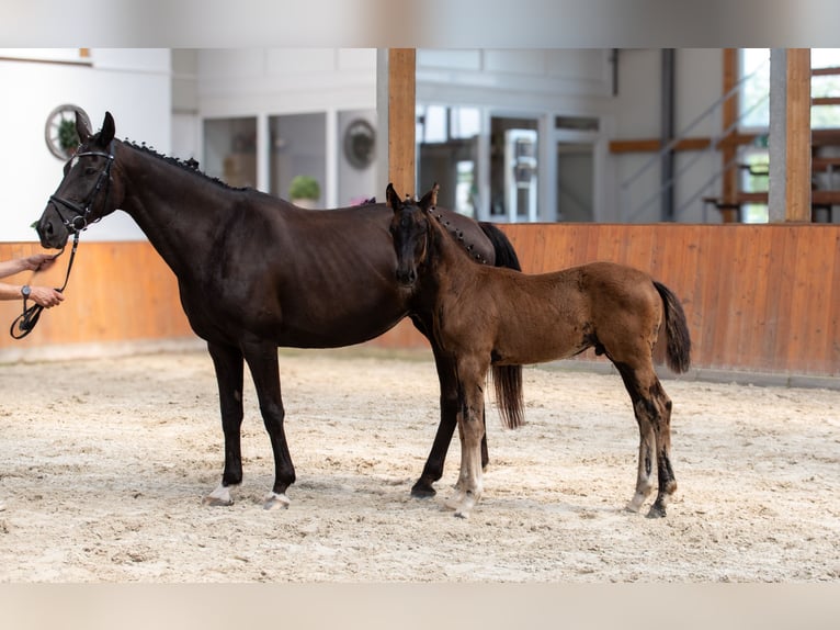 Koń oldenburski Ogier Źrebak (03/2024) 170 cm Kara in Wittendörp