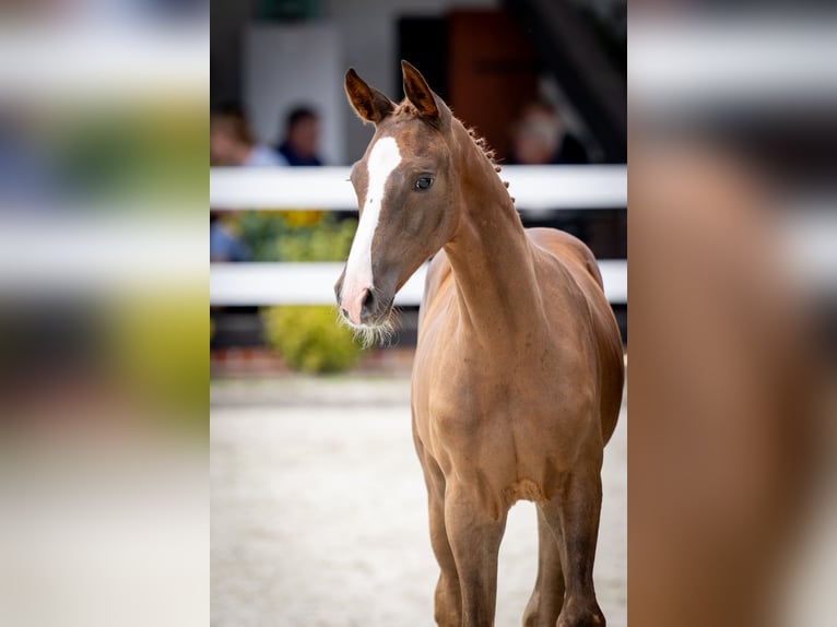 Koń oldenburski Ogier Źrebak (05/2024) 170 cm Kasztanowata in radziejów