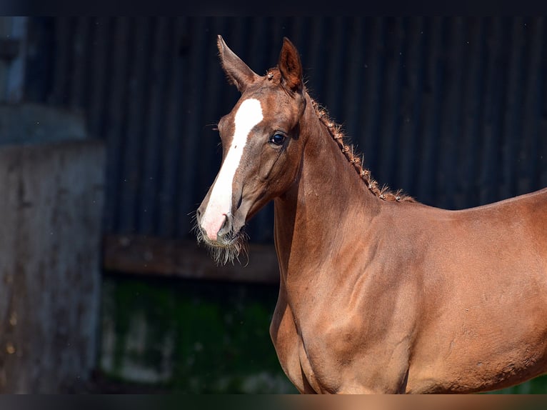 Koń oldenburski Ogier Źrebak (05/2024) 170 cm Kasztanowata in radziejów