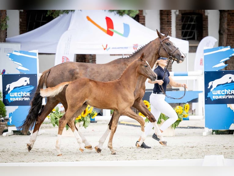 Koń oldenburski Ogier Źrebak (05/2024) 170 cm Kasztanowata in radziejów