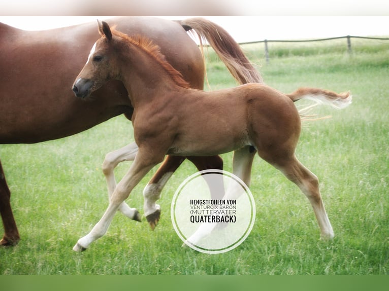 Koń oldenburski Ogier Źrebak (05/2025) 170 cm Kasztanowata in Bersenbr&#xFC;ck