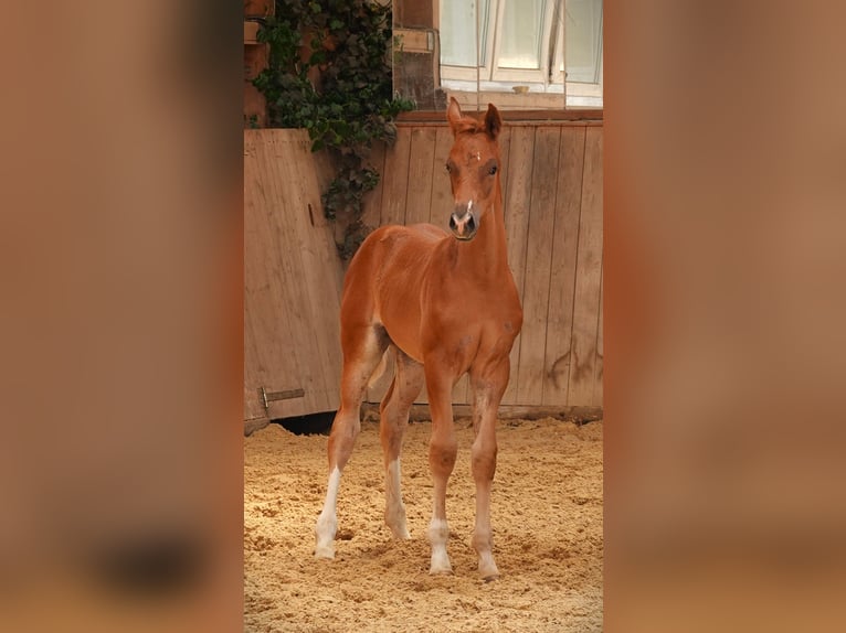 Koń oldenburski Ogier Źrebak (03/2024) 170 cm Kasztanowata in Rehau