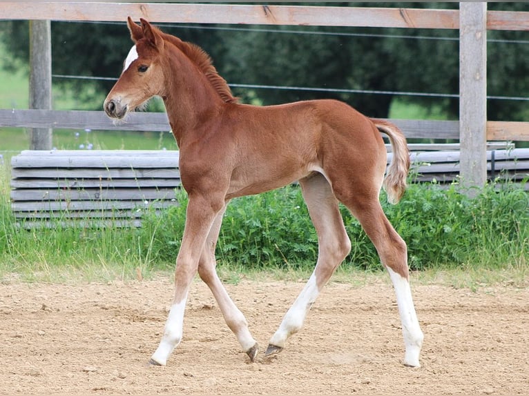 Koń oldenburski Ogier Źrebak (06/2024) 170 cm Kasztanowata in Groß Roge