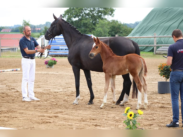 Koń oldenburski Ogier Źrebak (06/2024) 170 cm Kasztanowata in Groß Roge