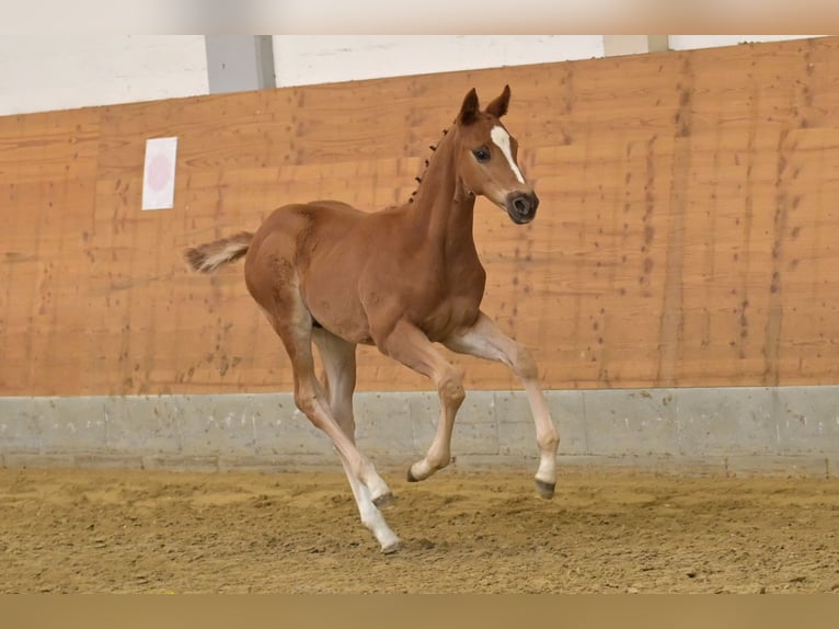 Koń oldenburski Ogier Źrebak (03/2026) 170 cm Kasztanowata in Zierenberg