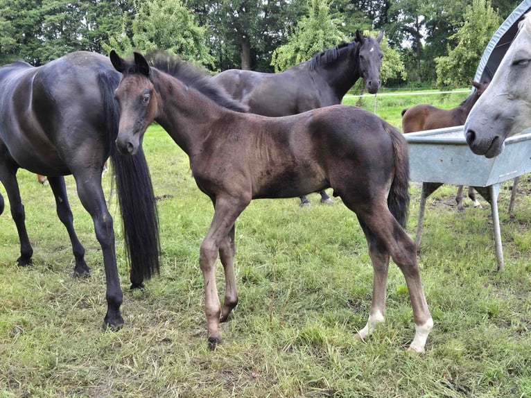 Koń oldenburski Ogier Źrebak (05/2025) 170 cm Skarogniada in L&#xF6;ningen