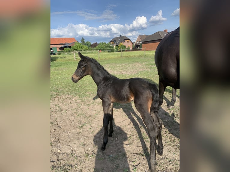 Koń oldenburski Ogier Źrebak (05/2026) 170 cm Skarogniada in Wittingen-Vorhop