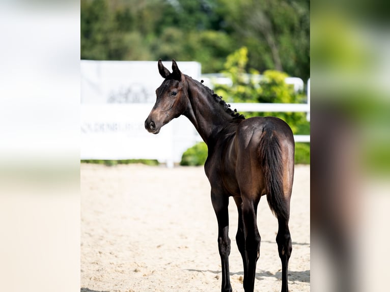 Koń oldenburski Ogier Źrebak (04/2024) 170 cm Skarogniada in Wysin