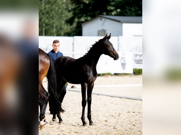 Koń oldenburski Ogier Źrebak (04/2024) 170 cm Skarogniada in Wysin