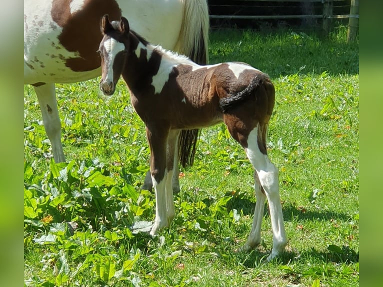 Koń oldenburski Ogier Źrebak (04/2024) 170 cm Srokata in Jesteburg