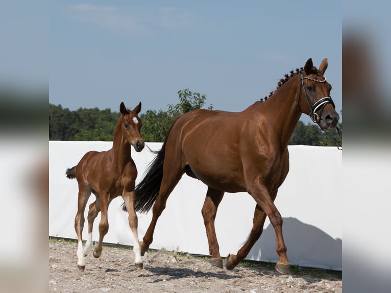 Koń oldenburski Ogier Źrebak (06/2024) 171 cm Ciemnogniada in Belgern