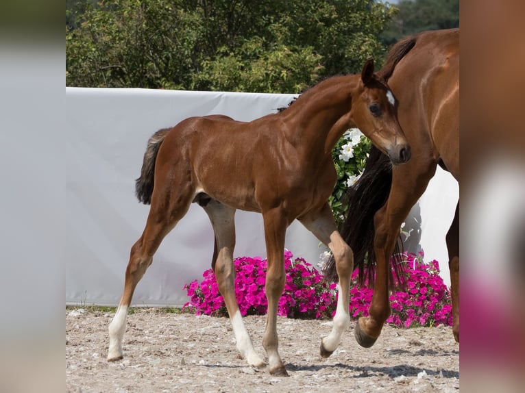 Koń oldenburski Ogier Źrebak (06/2024) 171 cm Ciemnogniada in Belgern