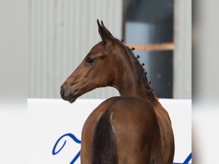 Koń oldenburski Ogier Źrebak (04/2024) 171 cm Gniada in Belgern