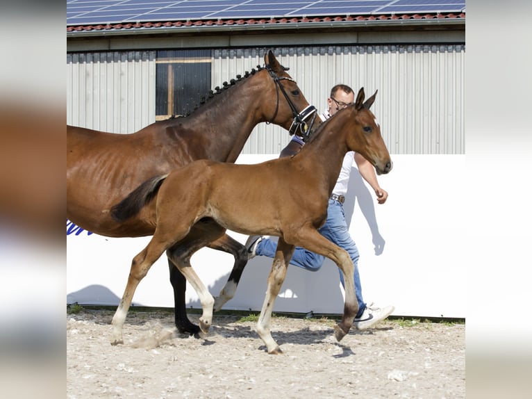 Koń oldenburski Ogier Źrebak (04/2024) 171 cm Gniada in Belgern