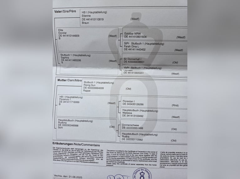 Koń oldenburski Ogier Źrebak (02/2025) 172 cm Ciemnogniada in Hennef