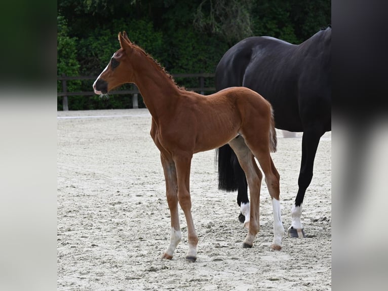 Koń oldenburski Ogier Źrebak (05/2024) 172 cm Ciemnokasztanowata in Bad Füssing