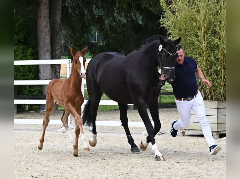 Koń oldenburski Ogier Źrebak (05/2024) 172 cm Ciemnokasztanowata in Bad Füssing