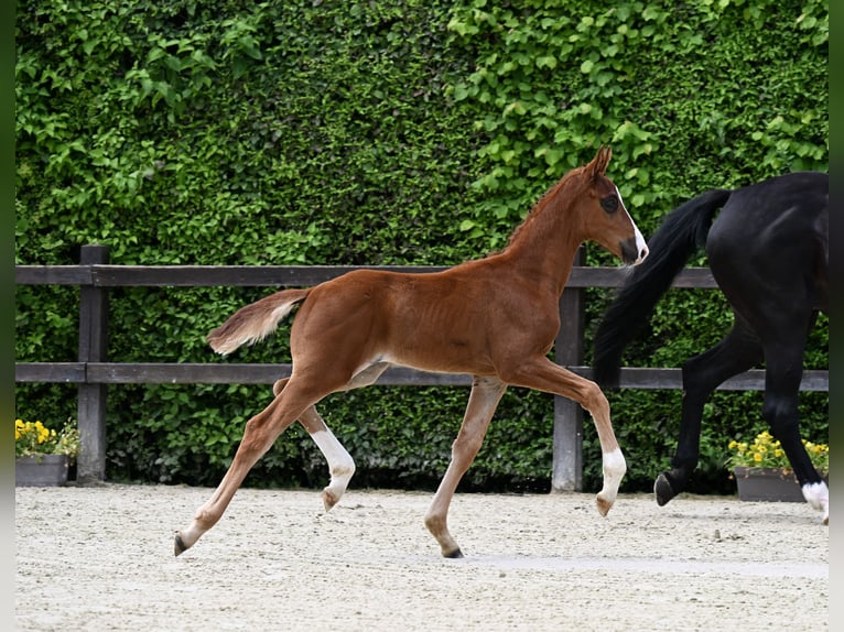 Koń oldenburski Ogier Źrebak (05/2024) 172 cm Ciemnokasztanowata in Bad Füssing